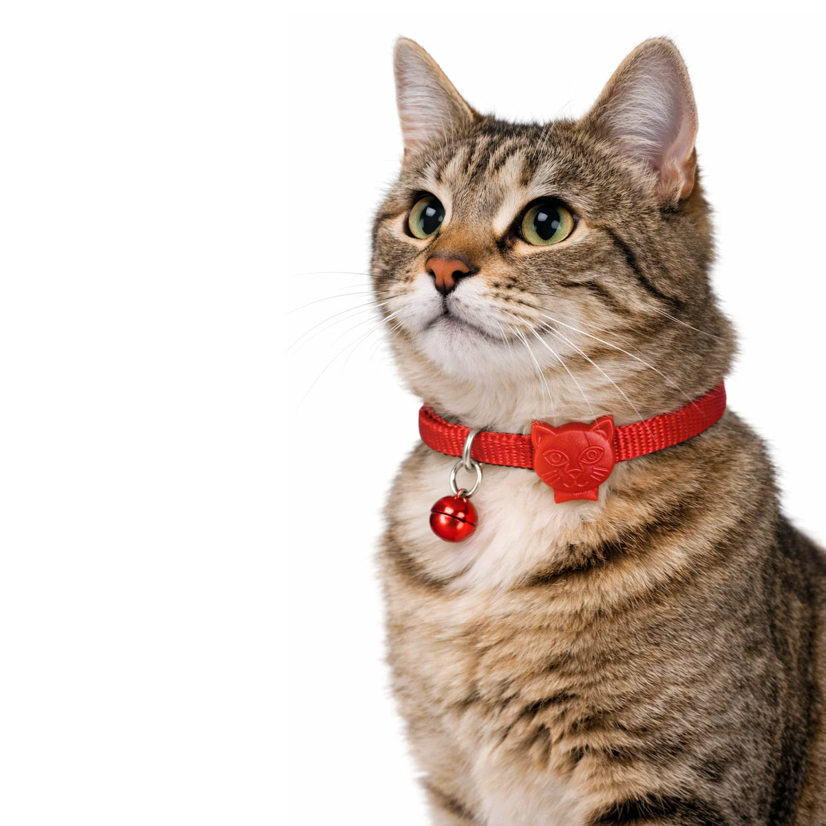 Solid Color Dog & Cat Collar